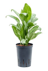 Hydroplant Aglaonema Christina
