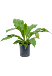 Hydroplant Anthurium Ellipticum Jungle Bush