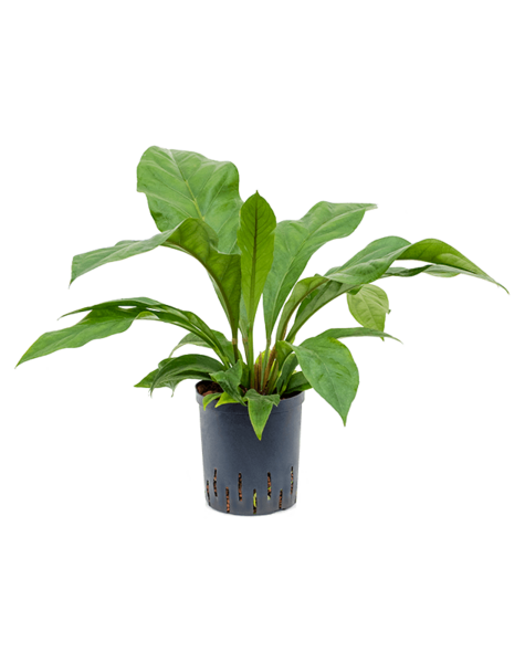 Hydroplant Anthurium