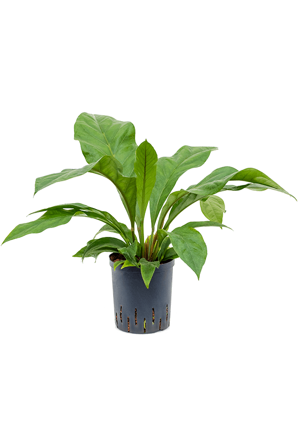 Hydroplant Anthurium Ellipticum Jungle Bush