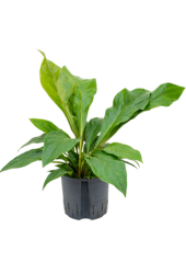 Hydro Roślina Anturium Ellipticum Krzew Dżungli