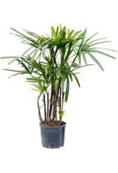 Hydroplant Rhapis Excelsa (90-125)