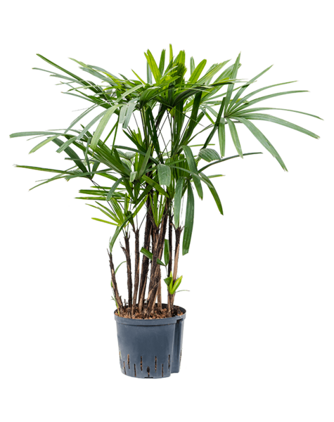 Roślina wodna Rhapis