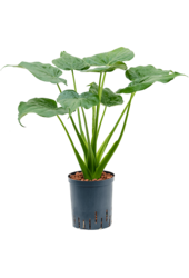 Hydroplant Alocasia Cucullata