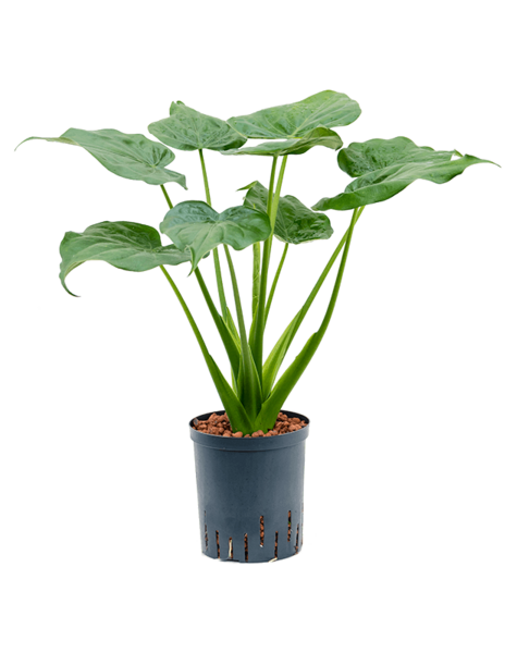 Hydroplant Alocasia
