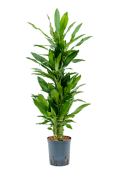 Hydroplant Dracena Fragrans Burundii