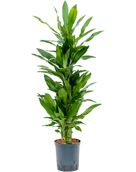 Hydroplant Dracena