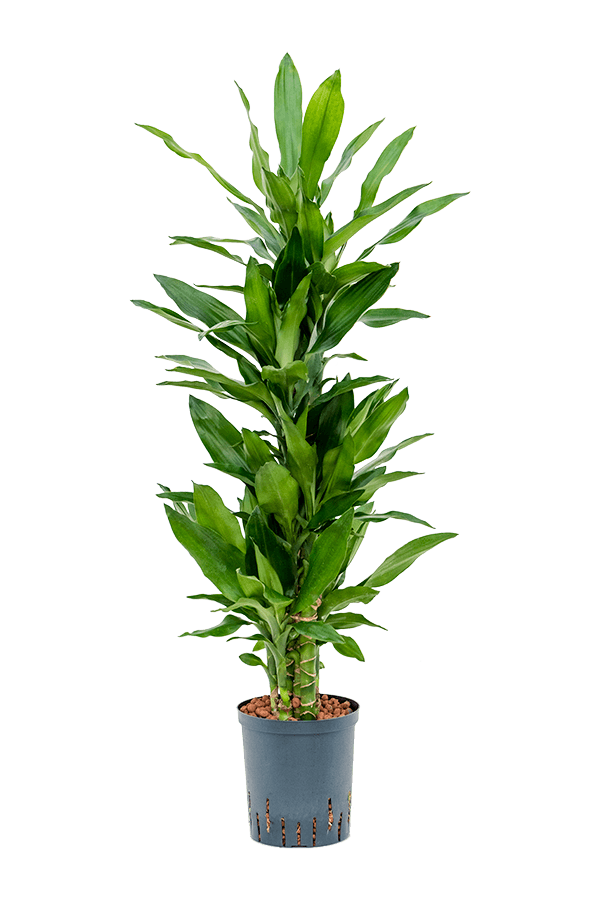 Hydroplant Dracena Fragrans Burundii
