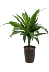 Hydroplant Dracaena Fragrans Janet Craig
