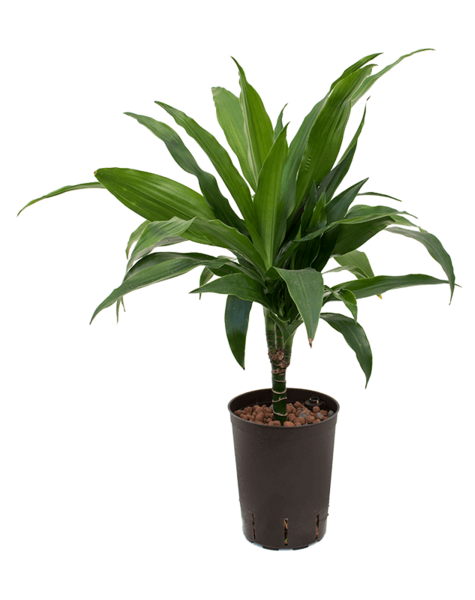 Hydroplant Dracaena
