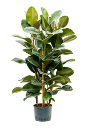Hydroplant Ficus Elastica Robusta
