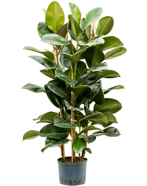 Hydroplant Ficus