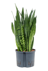 Hydroplant Sansevieria Zeylanica