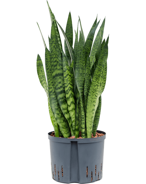 Hydroplant Sansevieria
