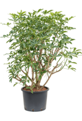 Hydroplant Schefflera Arboricola Compacta