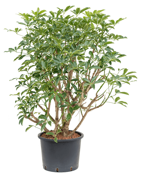 Hydroplant Schefflera