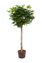 Hydro Roślina Schefflera Arboricola Compacta