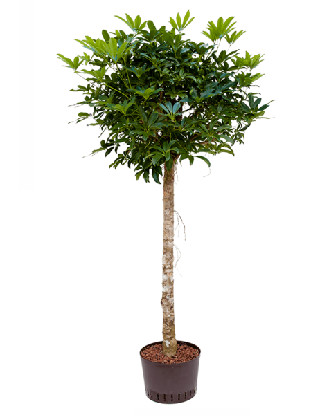 Hydro Roślina Schefflera