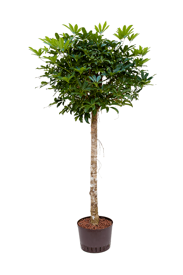 Hydro Roślina Schefflera Arboricola Compacta
