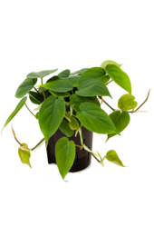 Hydroplant Filodendron Scandens