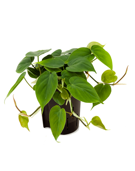 Hydroplant Filodendron