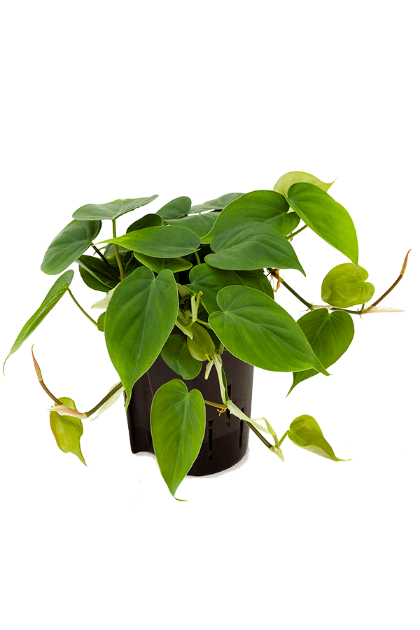 Hydroplant Philodendron Scandens