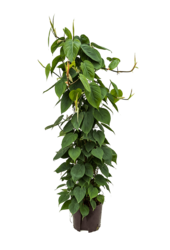 Hydroplant Philodendron Scandens