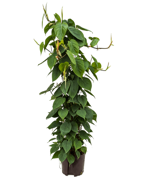 Hydroplant Filodendron