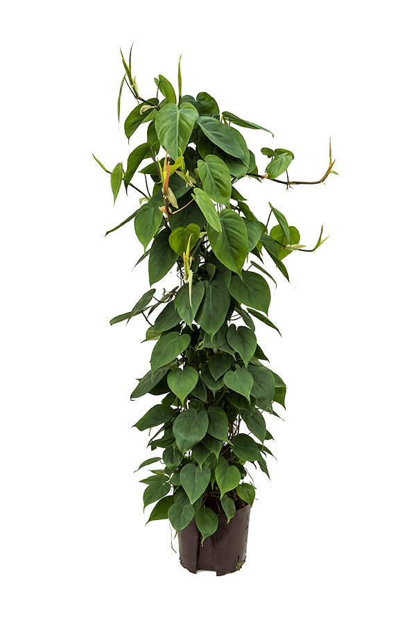 Hydroplant Philodendron Scandens