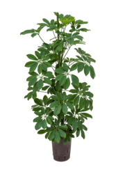 Hydroplant Schefflera Arboricola Compacta