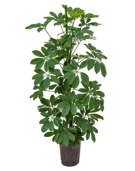 Hydroplant Schefflera