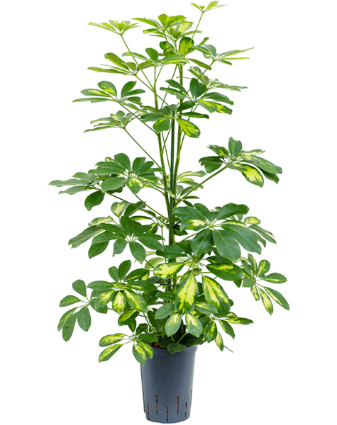 Hydroplant Schefflera