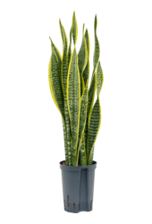Sansewieria Trifasciata Laurentii hydroponiczna