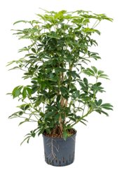 Hydroplant Schefflera Arboricola Compacta