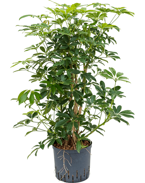 Hydroplant Schefflera