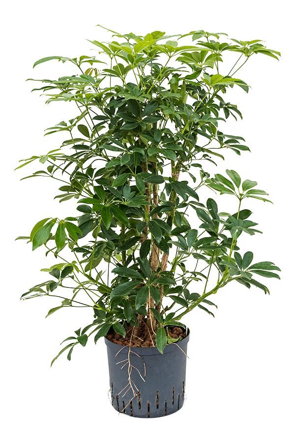 Hydroplant Schefflera Arboricola Compacta