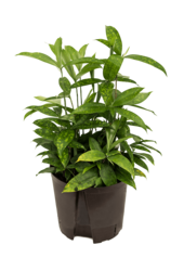 Hydroplant Dracena Surculosa