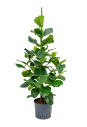 Roślina Hydroponiczna Clusia Rosea