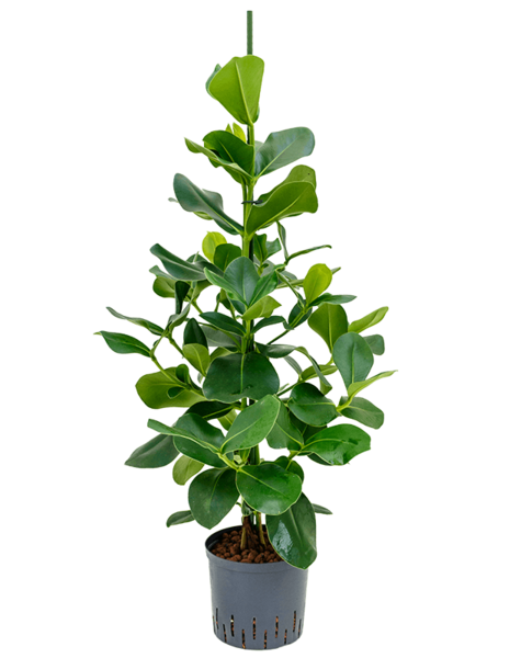 Roślina Hydroponiczna Clusia