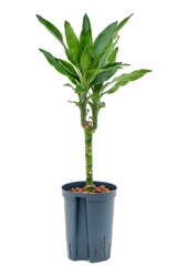 Hydroplant Dracena Fragrans Burundii