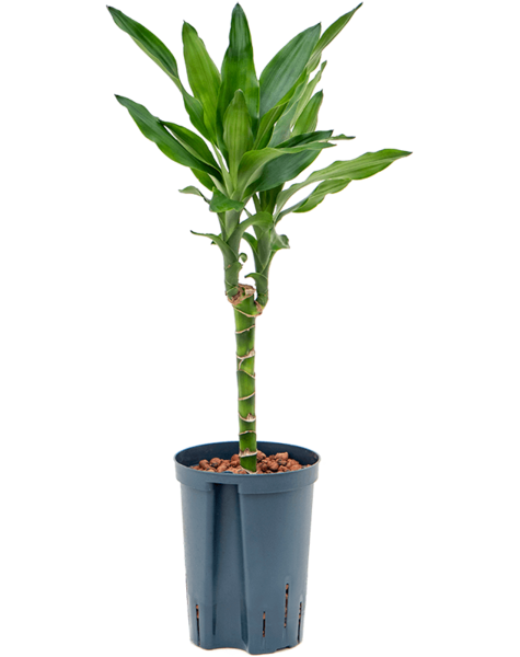 Hydroplant Dracaena