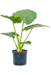 Hydroplant Alocasia Macrorrhizos