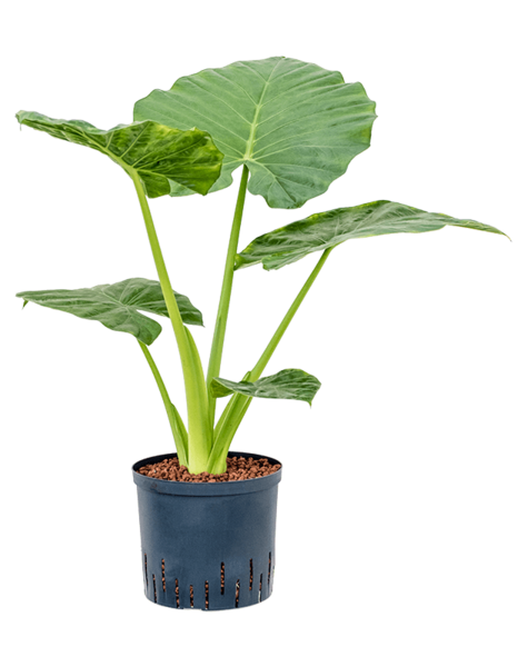 Hydroplant Alocasia