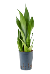 Hydroplant Sansevieria Trifasciata Moonshine