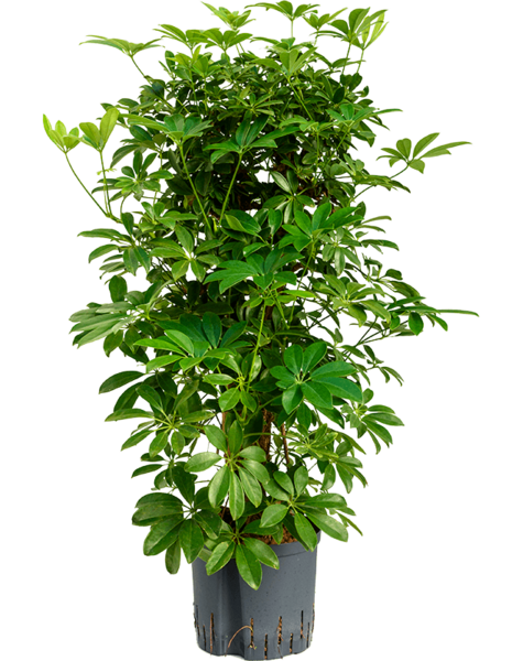 Hydroplant Schefflera
