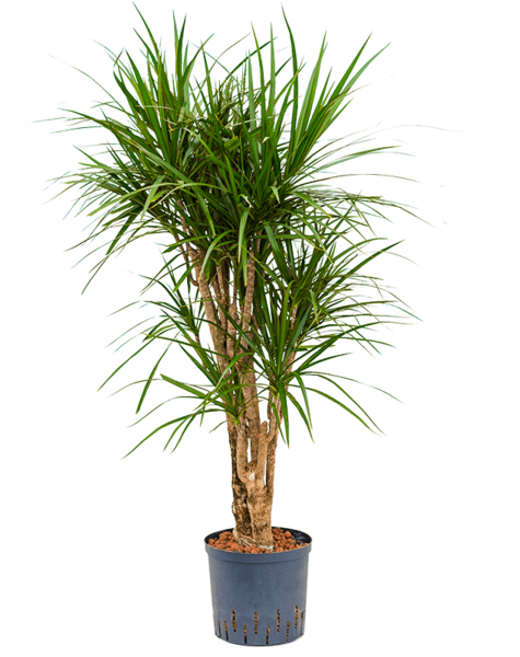 Hydroplant Dracaena