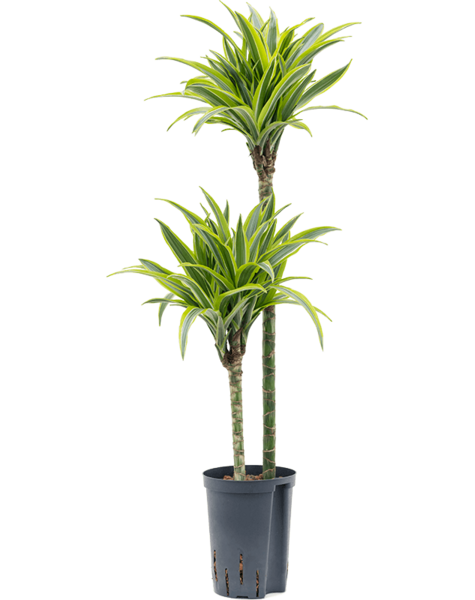 Hydroplant Dracena