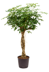 Hydroplant Szeflera Arboricola Compacta
