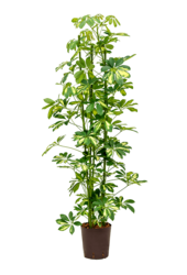 Hydroplant Schefflera Arboricola Gold Capella