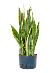 Hydroplant Sansevieria Trifasciata Laurentii